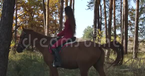 白种人女性马术教授穿着粉红色的衣服在秋天的森林里骑着棕色的马年轻女性视频的预览图