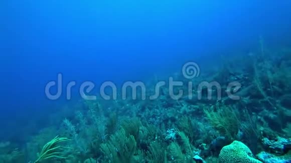 伯利兹圣佩德罗埃斯梅拉达珊瑚礁的两条乳鲨视频的预览图