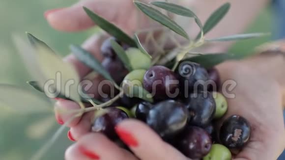 成熟的黑绿色橄榄和叶子在妇女的手掌视频的预览图
