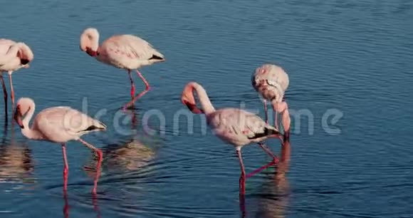 令人惊叹的纳米比亚七彩鸟火烈鸟正在一大群人中进食视频的预览图