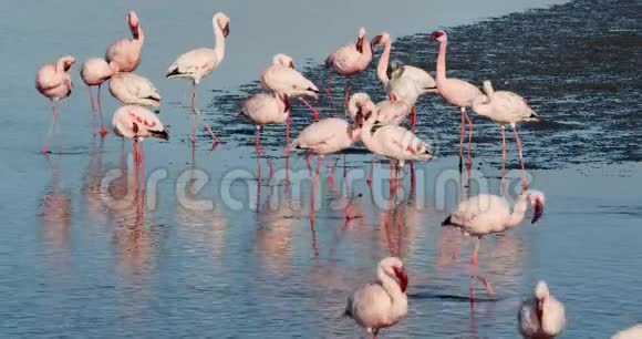 一只白色火烈鸟在粉红色火烈鸟中纳米比亚野生动物沃尔维斯湾4k视频的预览图