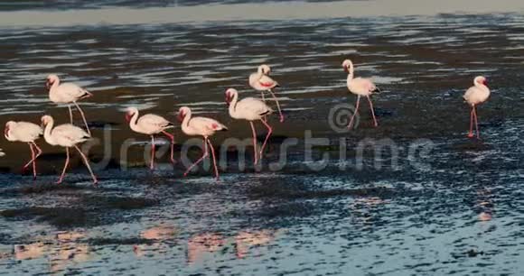 粉红火烈鸟正在纳米比亚沃尔维斯湾浅岸行走4k视频的预览图