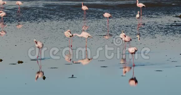 一大群粉红色火烈鸟在沃尔维斯湾海岸附近行走4K视频的预览图