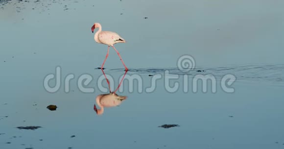 一只粉红色羽毛的美丽火烈鸟正在浅水中漫步视频的预览图