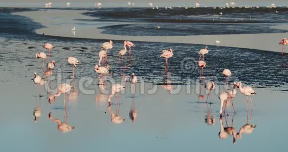 美丽的粉红色火烈鸟在4k的沃尔维斯湾附近的水中漫步视频的预览图