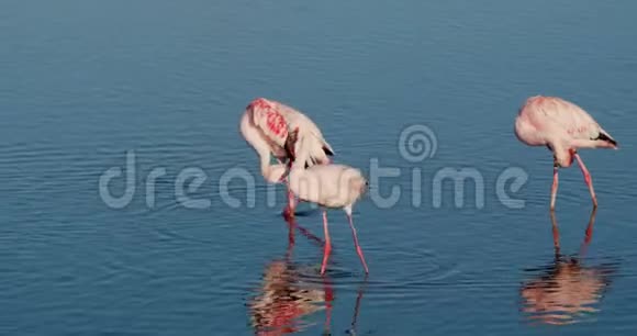 粉红色的火烈鸟正在从水中进食在4k的沃尔维斯湾附近的大群鸟视频的预览图