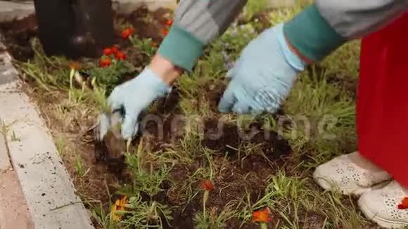 戴橡胶手套的老年妇女在泥土中种花视频的预览图