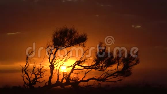 橙色日落背景下的梭梭树视频的预览图