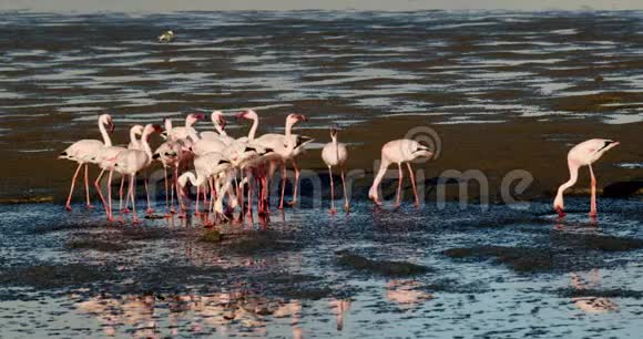 纳米比亚沃尔维斯湾海岸的一大群野生火烈鸟4k视频的预览图
