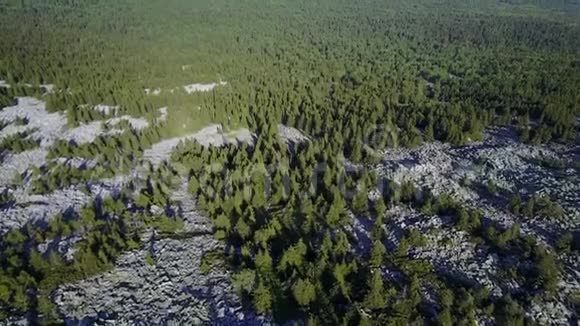 乌拉尔石土上生长的针叶林视频的预览图
