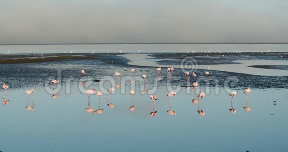 美丽的大西洋海岸景观有许多粉红色的火烈鸟4k视频的预览图