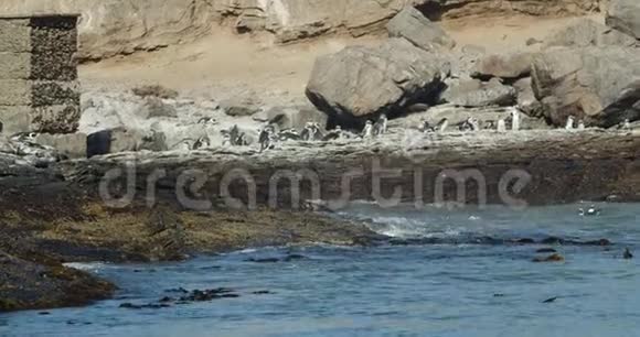 纳米比亚卢德里茨市附近海洋海岸的野生企鹅群视频的预览图