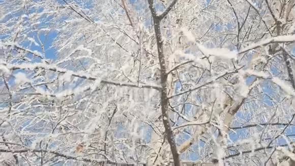 冬天白雪覆盖的桦树视频的预览图