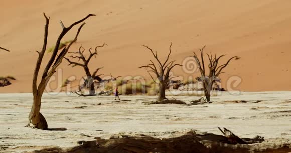游客正在纳米布沙漠的死树背景下行走4K视频的预览图