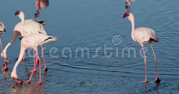 许多野生火烈鸟在4k的沃尔维斯湾岸边漫游视频的预览图