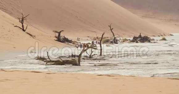 一群游客正在纳米比亚沙漠散步四周都是死树纳米比亚4k视频的预览图
