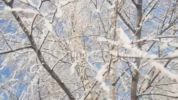 冬天白雪覆盖的桦树视频的预览图