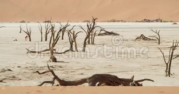 纳米比亚4kNamib沙漠中有白沙和枯树的干燥地区视频的预览图