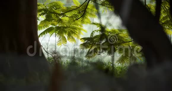 绿色丛林植物和树在阴影中神秘的非洲自然4k视频的预览图