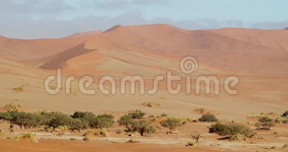 纳米比亚沙漠中部有很多绿树巨大的沙丘纳米比亚4k视频的预览图
