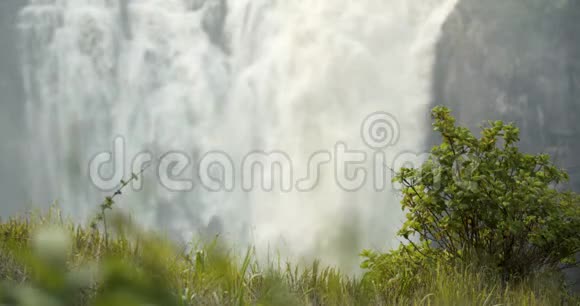 背景上有美丽的维多利亚瀑布的小灌木和草4k视频的预览图