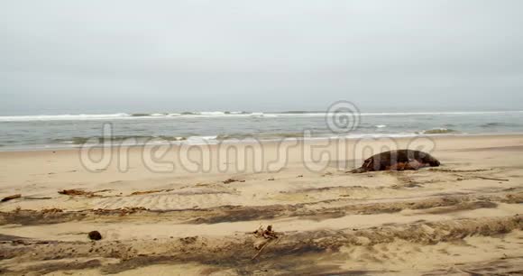 大西洋海洋的背景是一只死海豹躺在海滩上4K视频的预览图