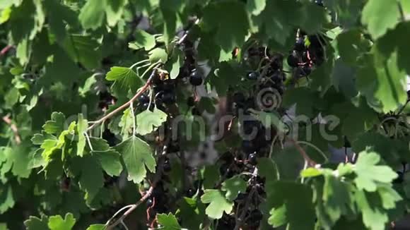 灌木丛上的一束黑色醋栗灌木丛上的一束黑色醋栗视频的预览图