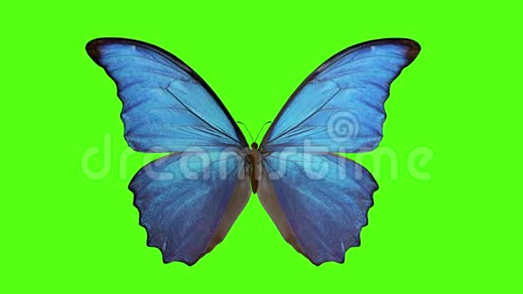 蝴蝶扇动翅膀绿色背景上的蝴蝶3d渲染视频的预览图