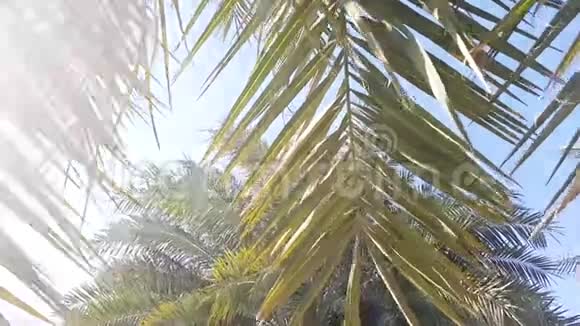 约会棕榈树的枝条在风中摇曳阳光透过视频的预览图