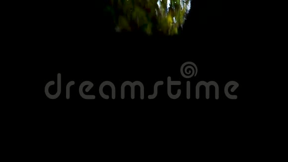 菠萝缓慢地落在水里与阿尔法隔离在黑色背景上近景视频的预览图