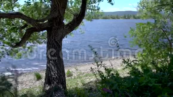 大风天气下河岸上的一棵树视频的预览图