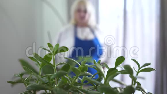 背景是白种人模糊的女人在家养植物上喷洒水穿蓝色围裙的退休人员照顾家庭视频的预览图