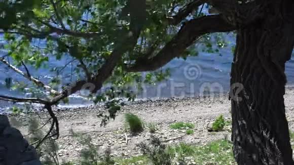 大风天气下河岸上的一棵树视频的预览图