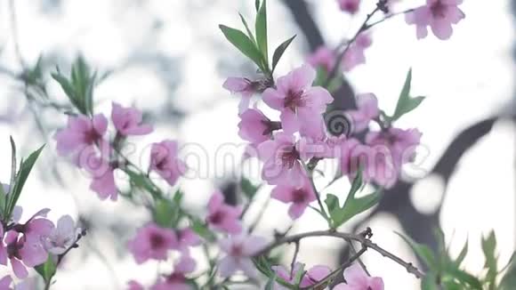 美丽的粉红色桃树花在花园里特写春季季节视频的预览图