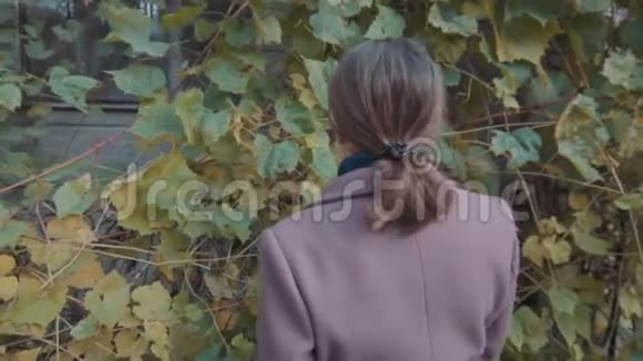 一个穿着紫色外套的女孩背对着野葡萄的叶子站着秋天树叶转动视频的预览图