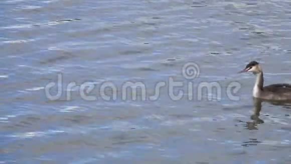 伟大的克雷斯特格雷伯波二头肌水禽漂浮在水面上然后潜水捕鱼视频的预览图