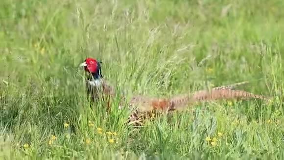 春天五彩缤纷的野鸡在大自然中漫步视频的预览图