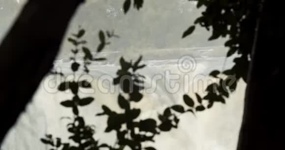 背景上可看到维多利亚瀑布的丛林植物剪影视频的预览图