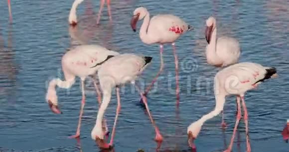 许多粉红色的火烈鸟开始逃跑沃尔维斯湾的海岸4K视频的预览图