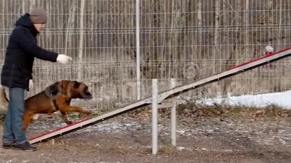 狗训练德国牧羊犬正在双手摇摆视频的预览图