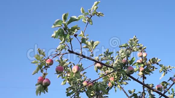 成熟的苹果在树枝上红苹果生长在苹果树上特写收获视频的预览图