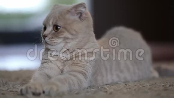 可爱的苏格兰小猫在家滑稽的肖像视频的预览图