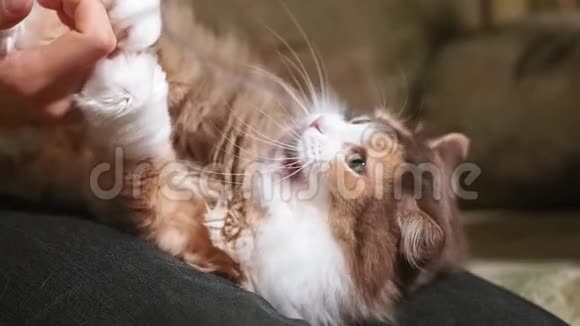 少女特写床玩猫真实的视频生活方式选择性聚焦视频的预览图