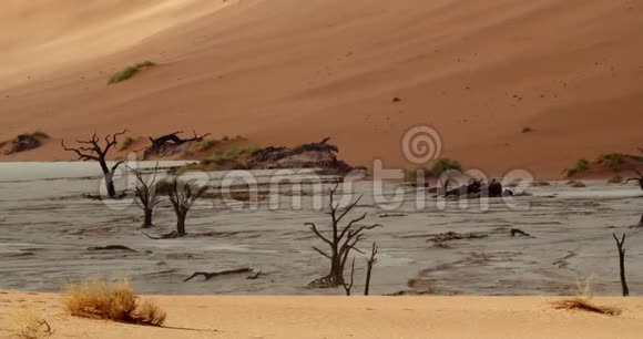 令人惊叹的干燥地形白色的沙子和大量的死植物在纳米布沙漠4k视频的预览图