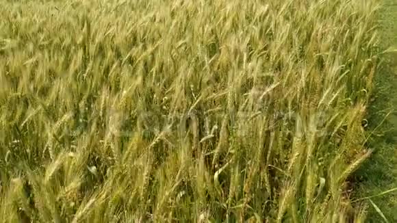 绿色的麦穗随风在田野上摇摆自然美丽清新视频的预览图