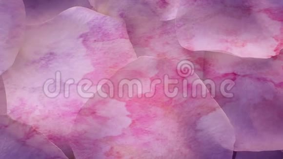 粉色玫瑰花瓣花背景视频的预览图