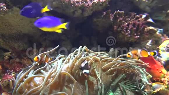 海葵和野生鱼视频的预览图