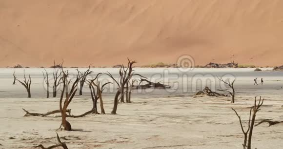 有几个游客正在沙漠中的枯树背景下散步视频的预览图