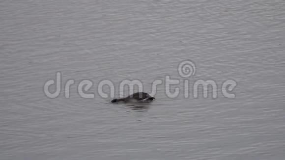 伟大的克雷斯特格雷伯波二头肌水禽在水中溅起视频的预览图