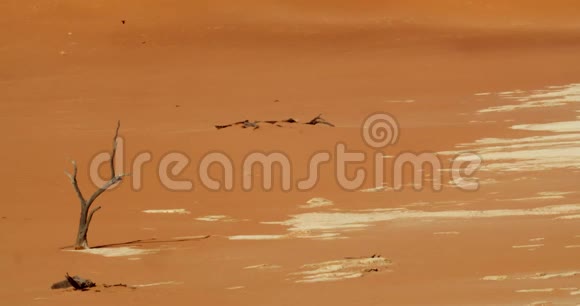 五颜六色的沙漠有橙色和白色的沙子还有一只鸟在飞翔纳米布沙漠4k视频的预览图